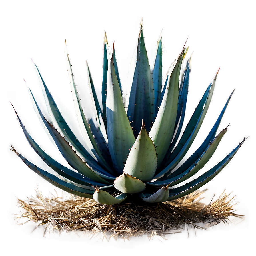 Sisal Agave Plant Png 06282024 PNG image