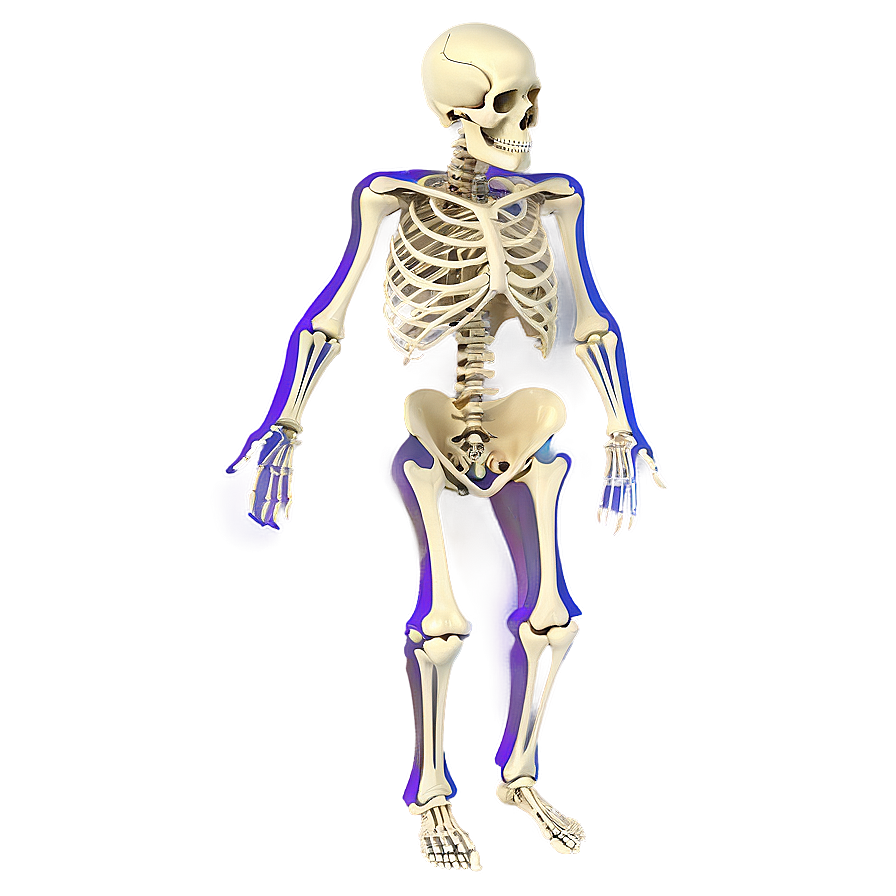 Skeletal System With Labels Png 73 PNG image