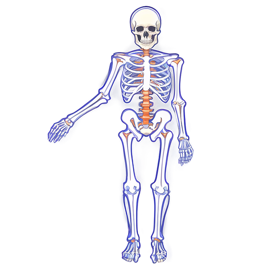 Skeletal System Without Labels Png 06132024 PNG image