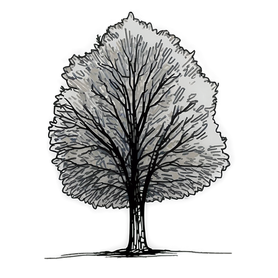 Sketch Tree Elevation Png 81 PNG image