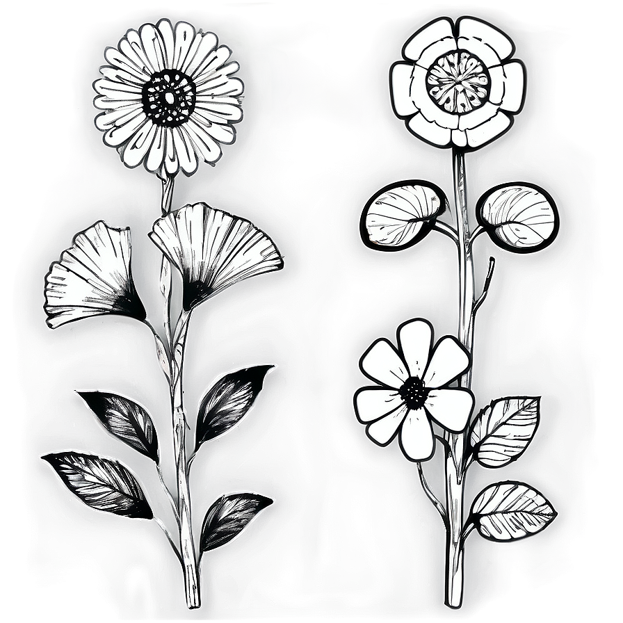 Sketched Black White Flowers Png Mje PNG image