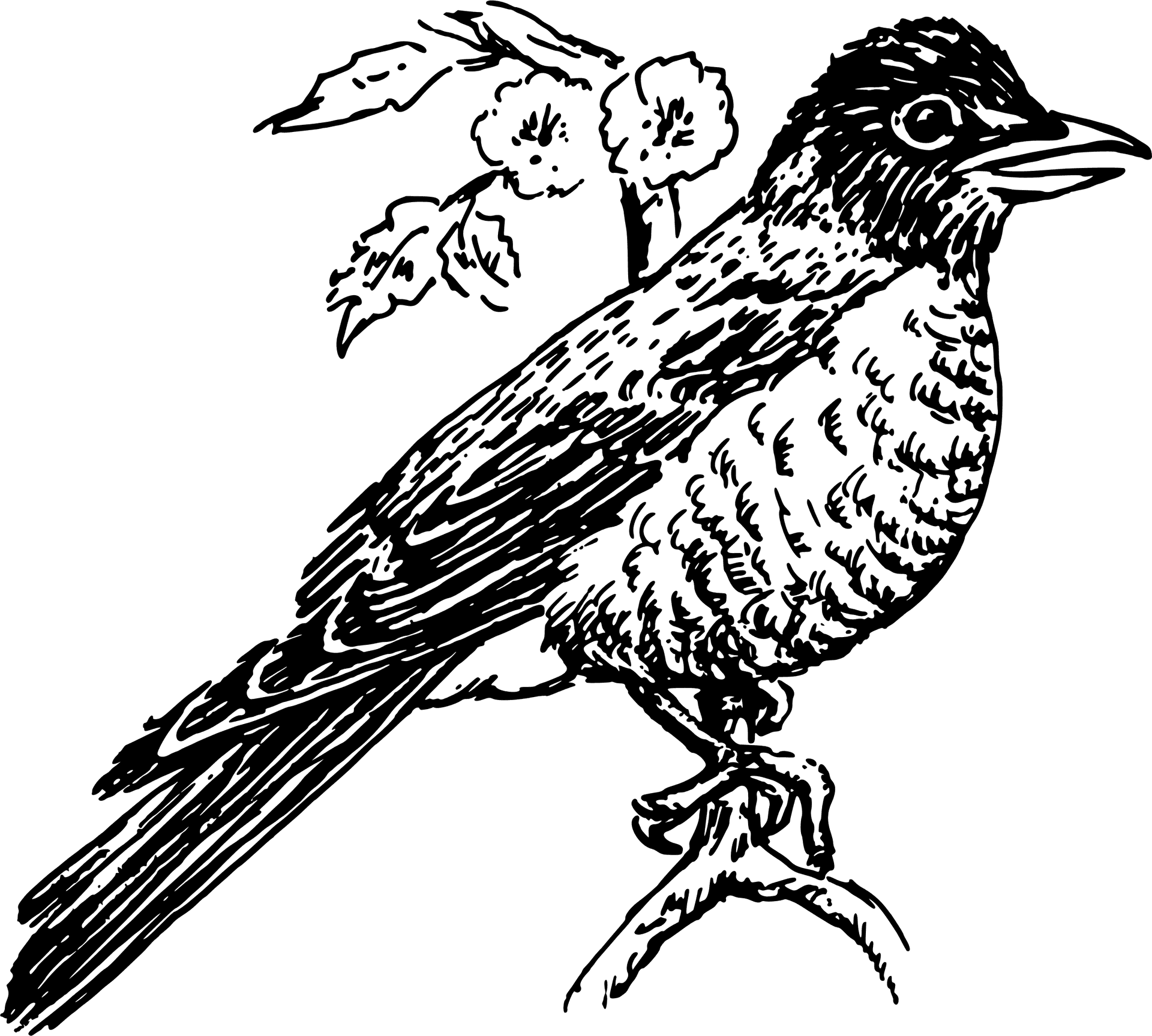 Sketchof Perched Robin PNG image