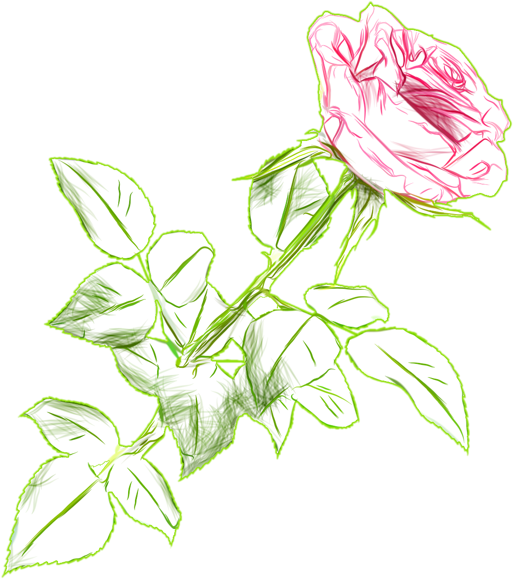 Sketchof Pink Roseon Blue Background.png PNG image