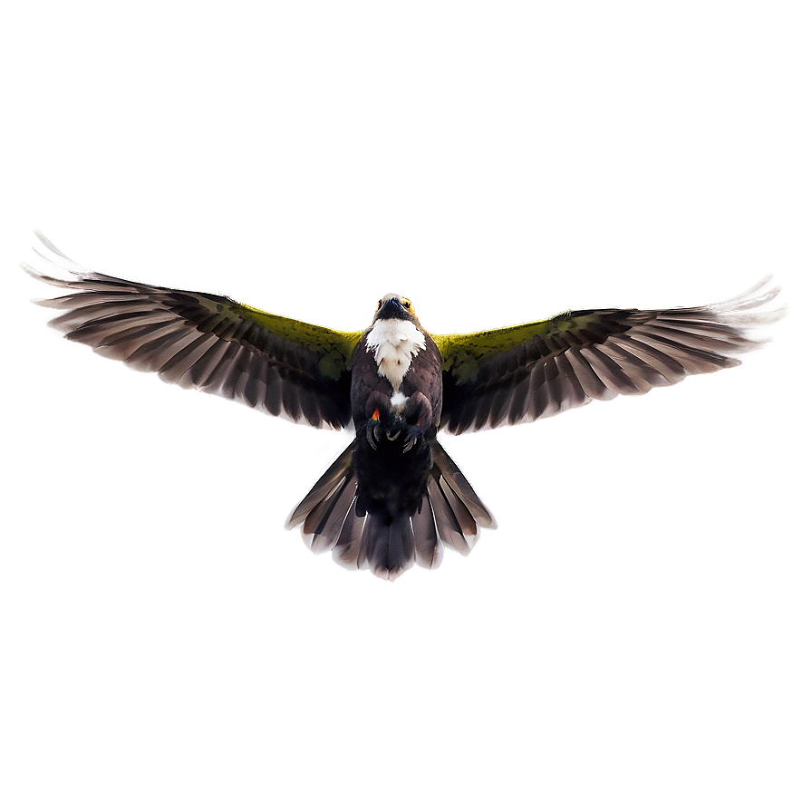 Skyward Bird Flight Png 41 PNG image