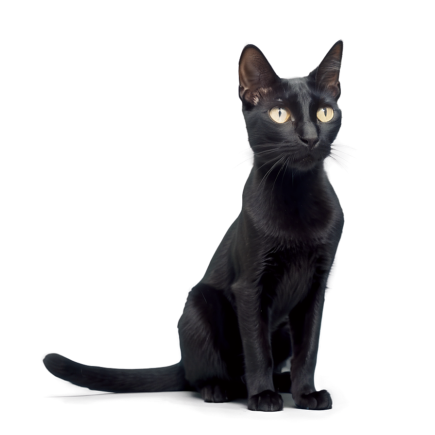 Sleek Black Cat Png A PNG image