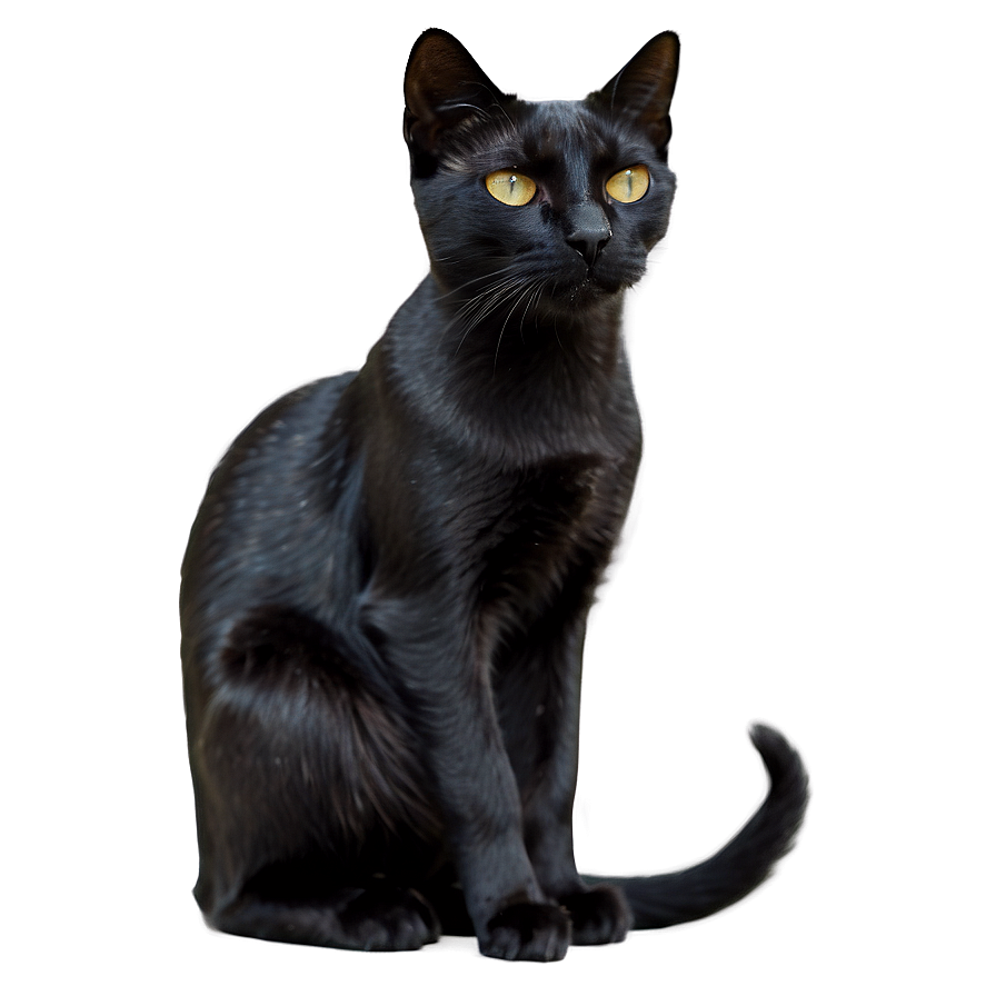 Sleek Black Cat Png C PNG image