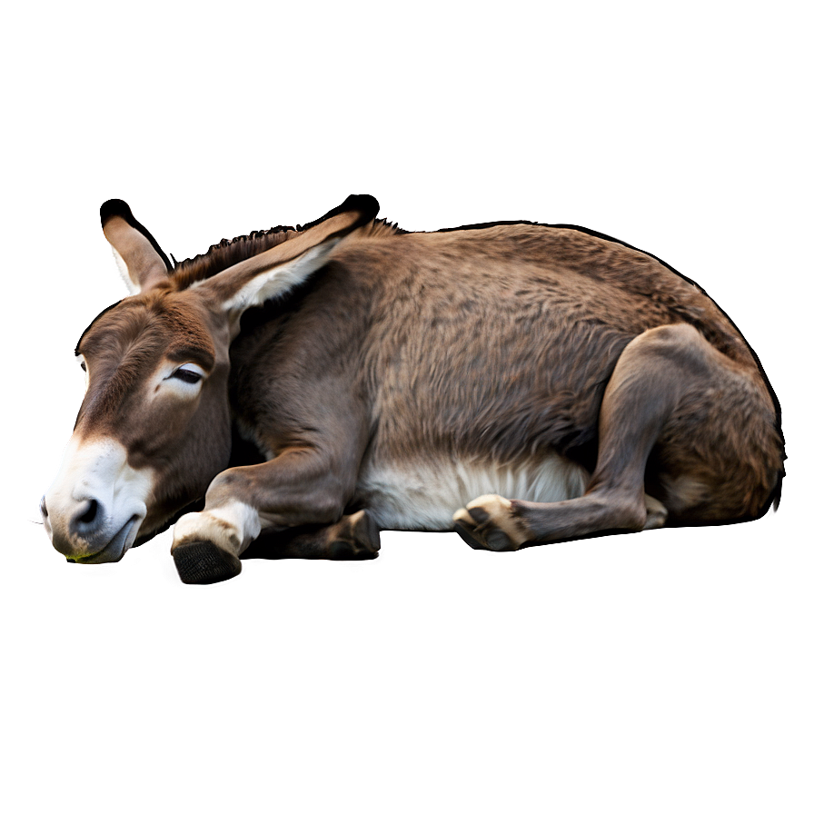 Sleeping Donkey Png 28 PNG image