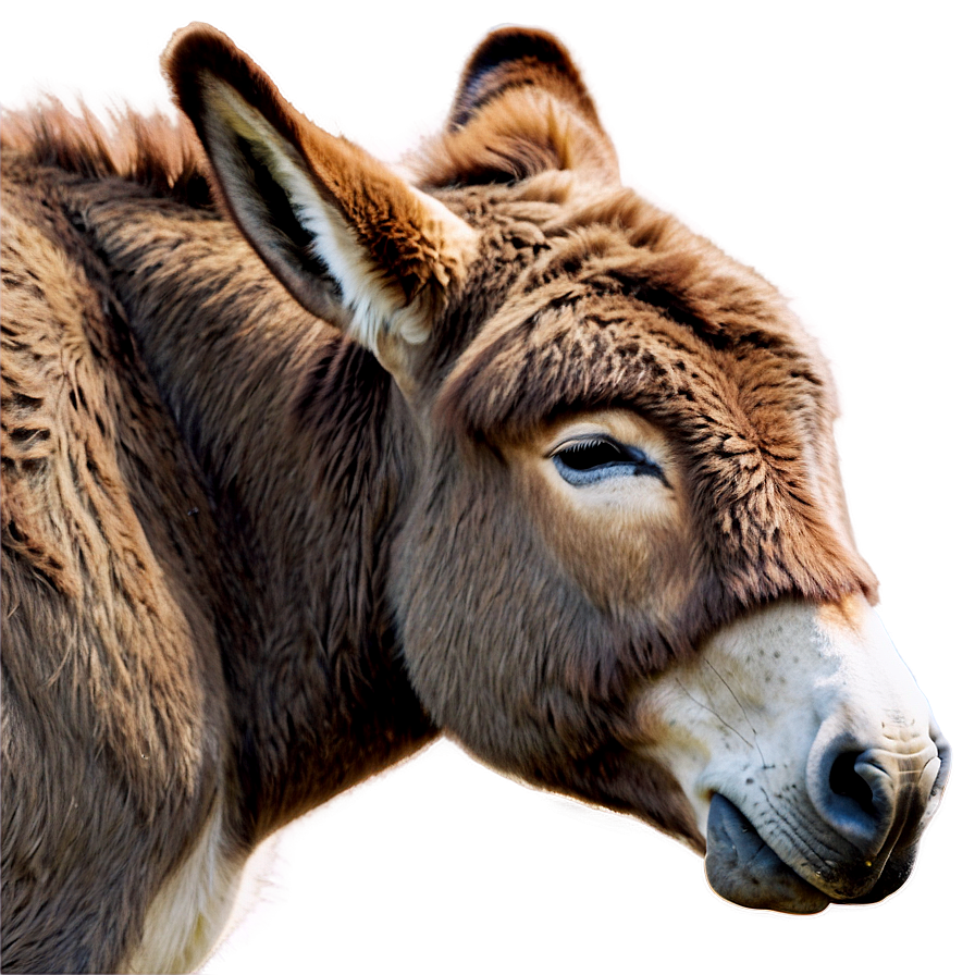 Sleeping Donkey Png Rbp PNG image