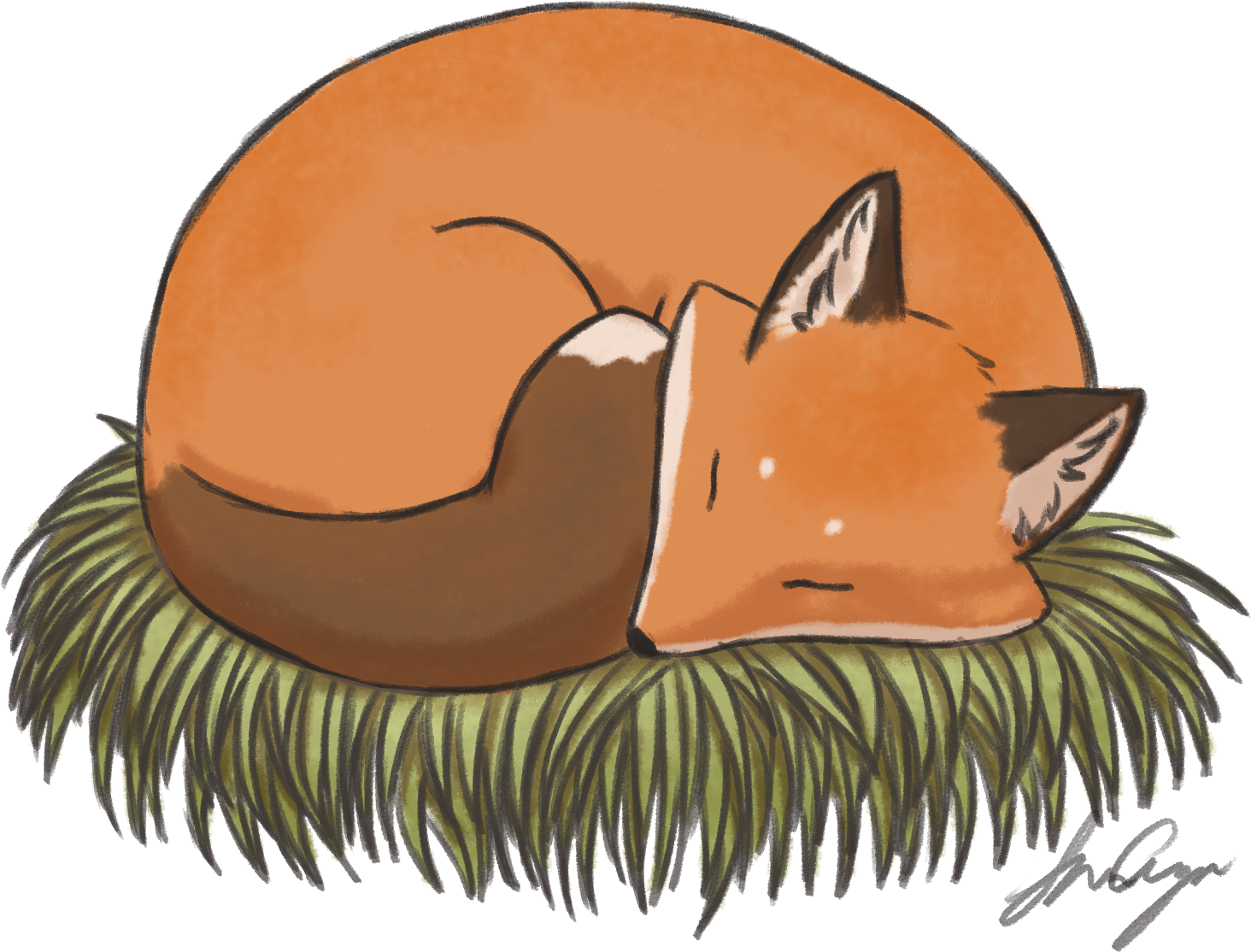 Sleeping Fox Illustration PNG image