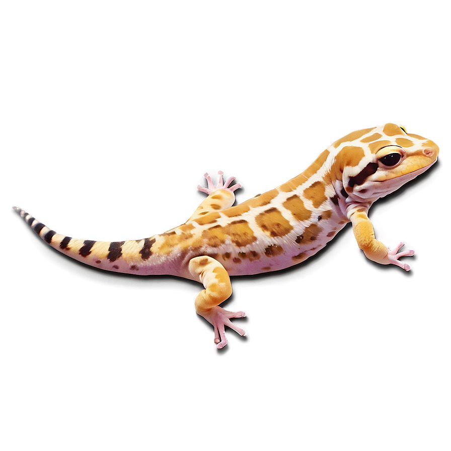 Sleeping Leopard Gecko Png 06202024 PNG image