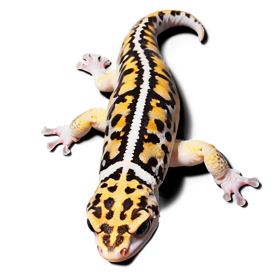 Sleeping Leopard Gecko Png 78 PNG image