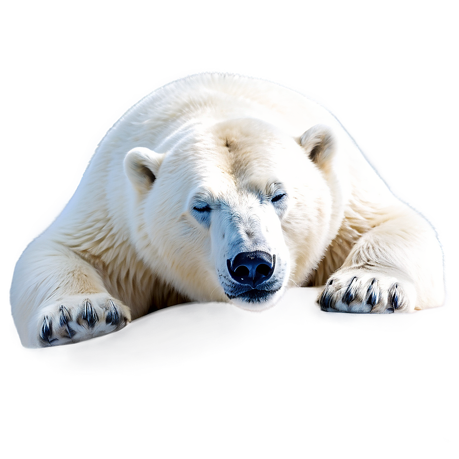 Sleeping Polar Bear Png 20 PNG image