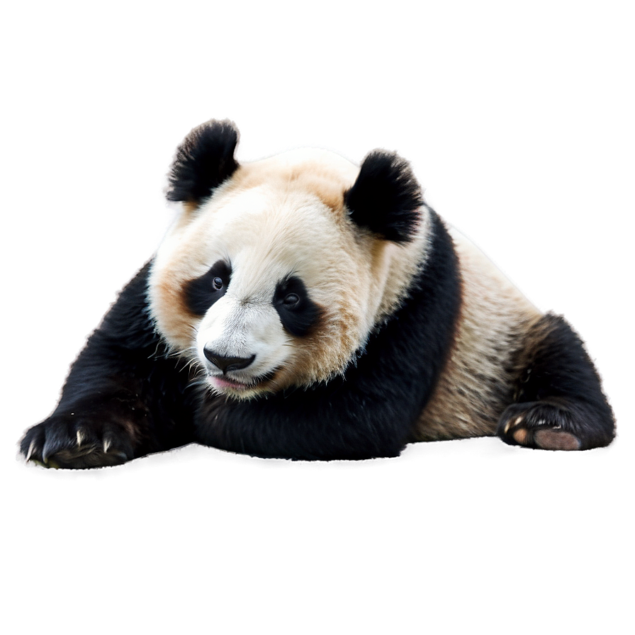 Sleepy Panda Picture Png 05062024 PNG image