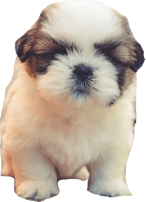 Sleepy Shih Tzu Puppy PNG image