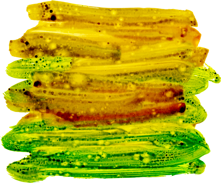 Sliced Okra Translucent Texture PNG image