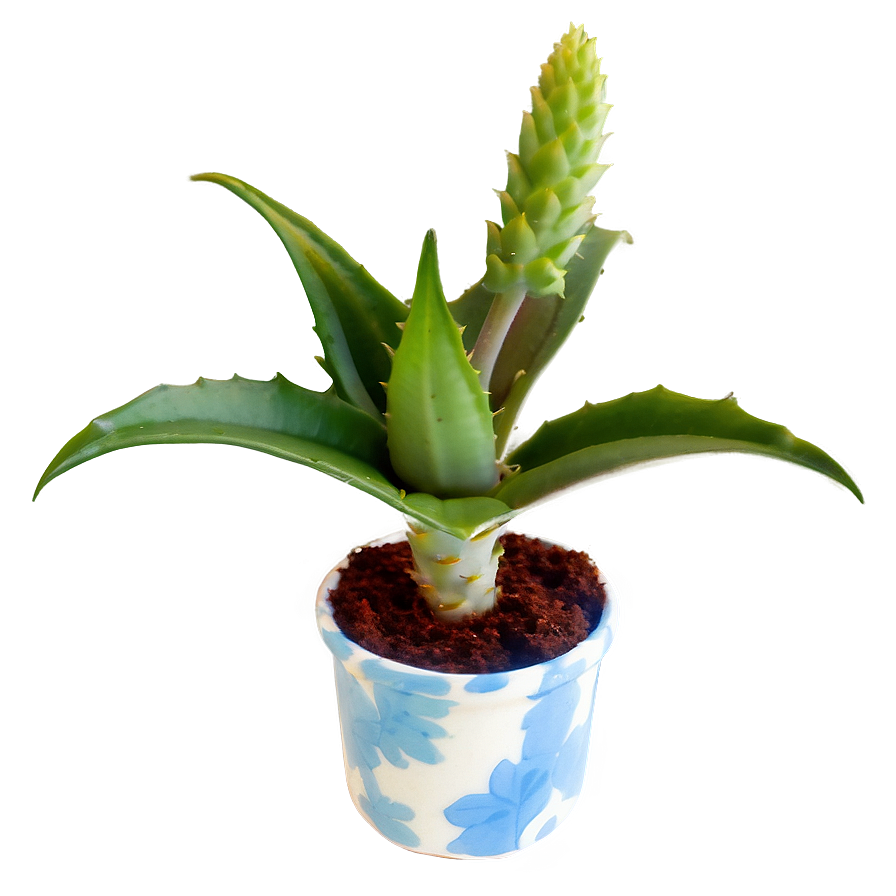 Small Aloe Plant Png 56 PNG image