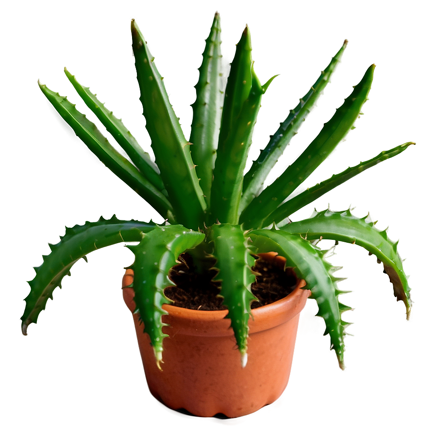 Small Aloe Plant Png 89 PNG image