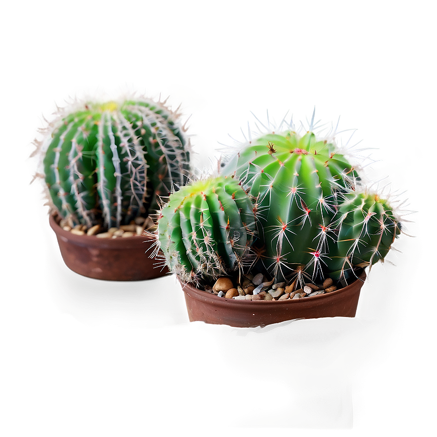 Small Cactus Plant Png 06132024 PNG image