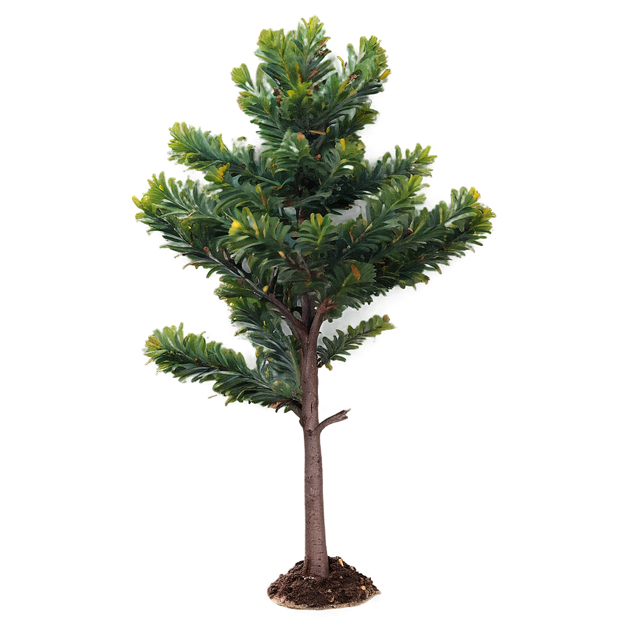 Small Evergreen Tree Png Acu83 PNG image