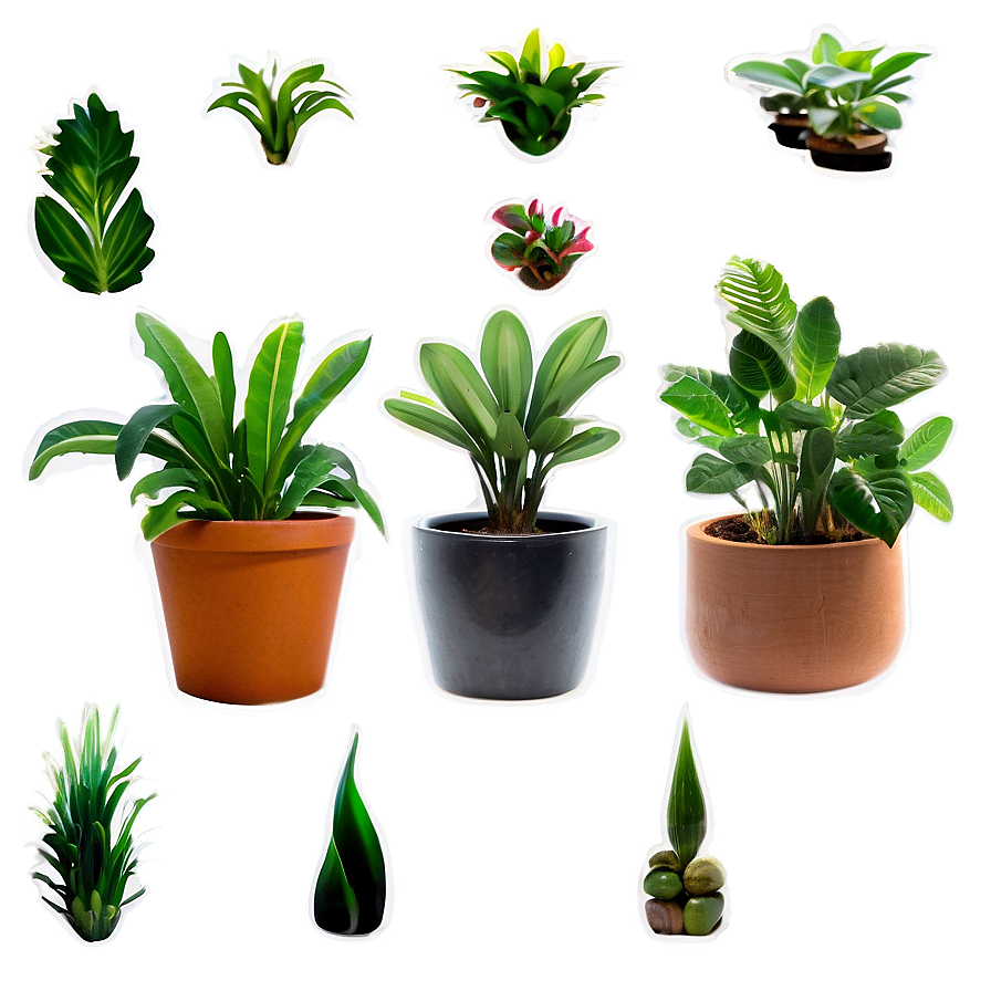 Small Indoor Plants Png 16 PNG image