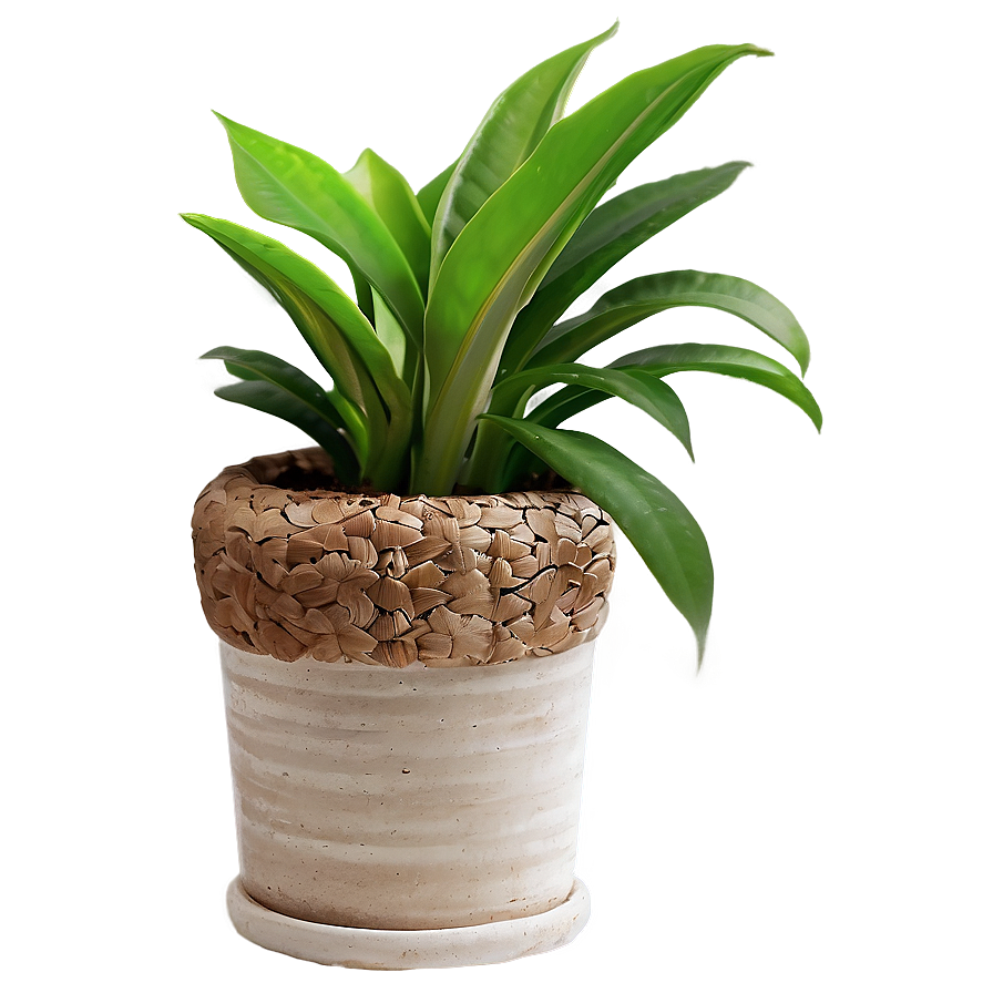 Small Indoor Plants Png Nqj PNG image