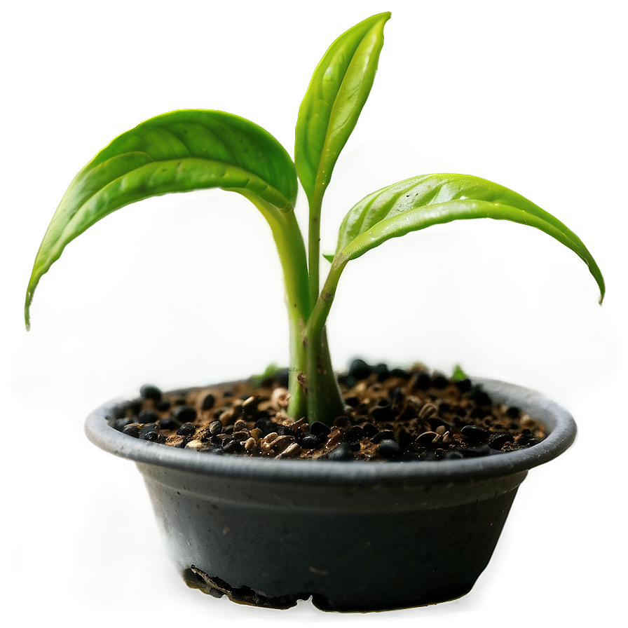 Small Plant Closeup Png 96 PNG image