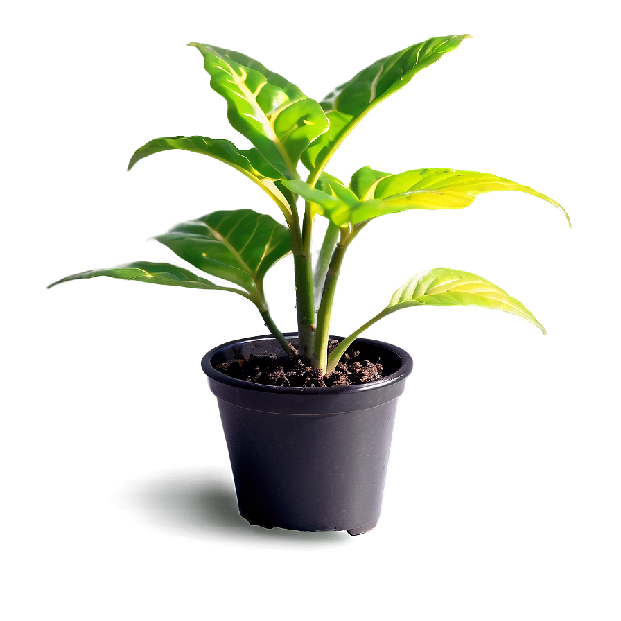 Small Plant In Bright Light Png 88 PNG image