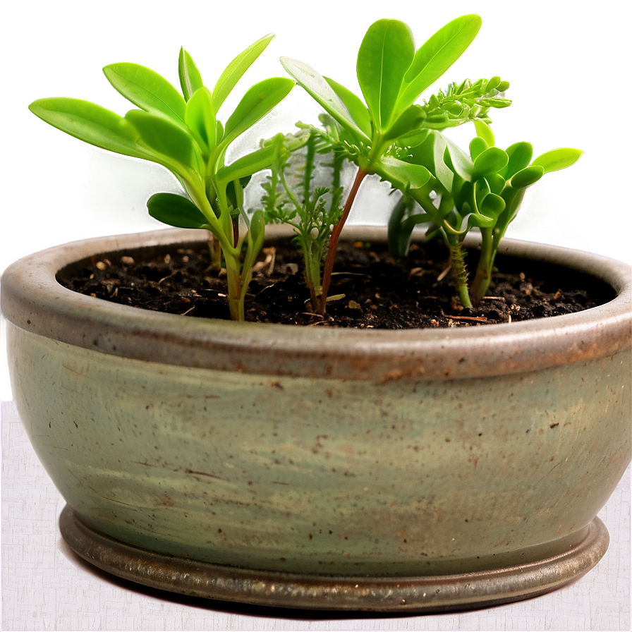 Small Plant In Kitchen Png 06132024 PNG image