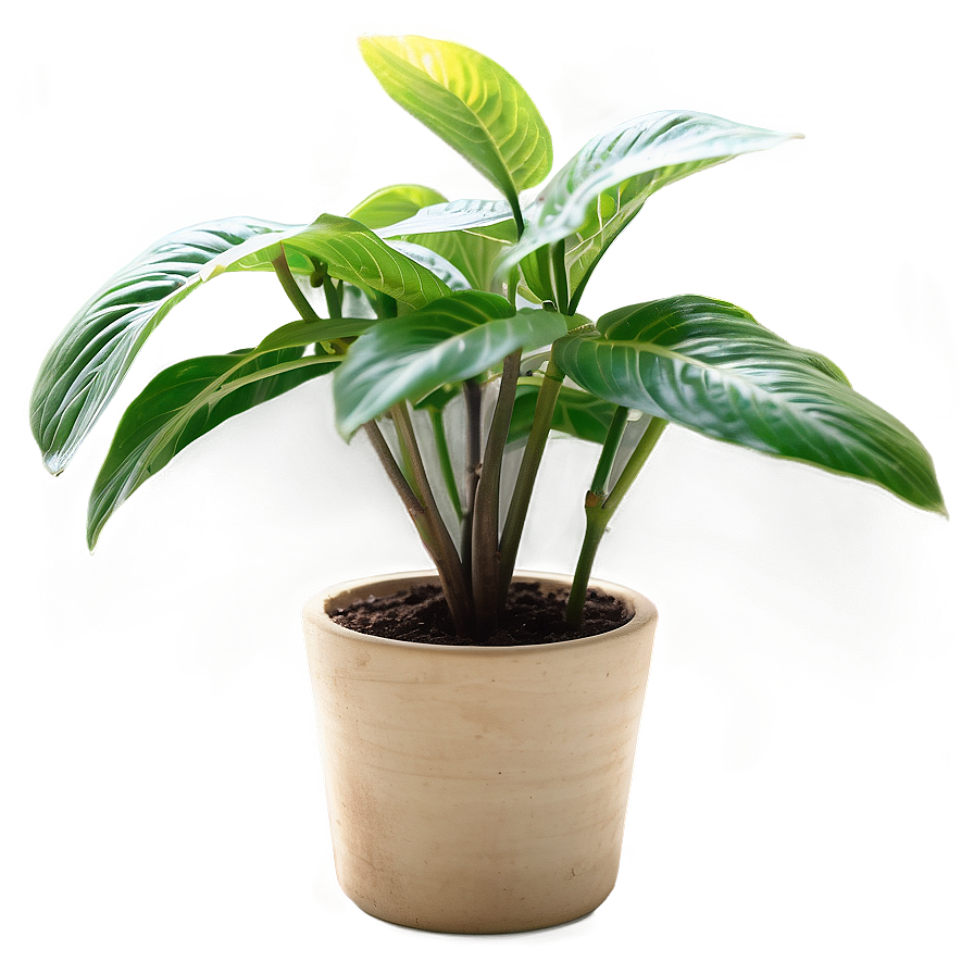 Small Plant In Natural Light Png 06132024 PNG image