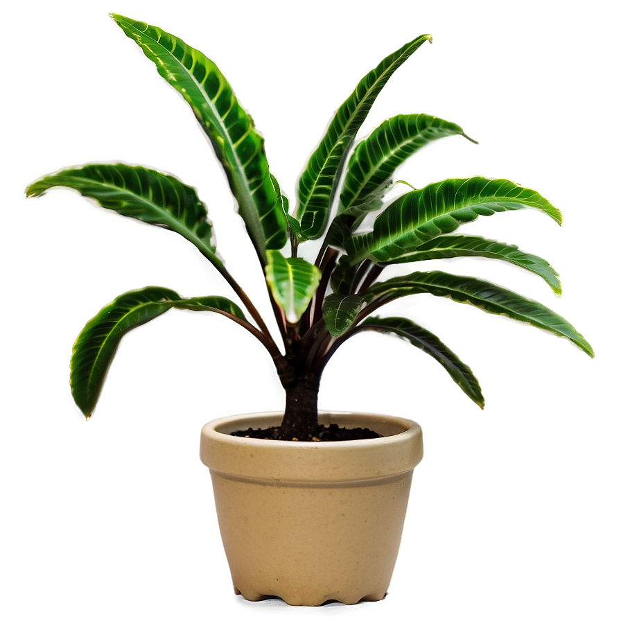 Small Plant In Natural Light Png 28 PNG image