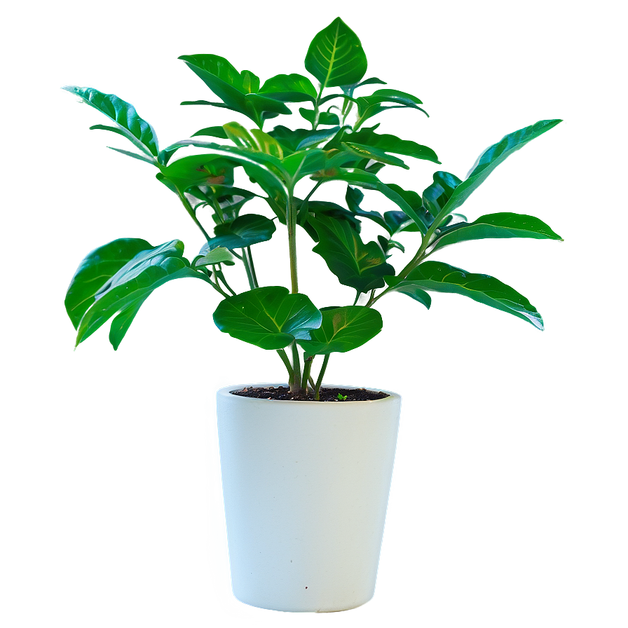 Small Plant In Natural Light Png Bkq95 PNG image