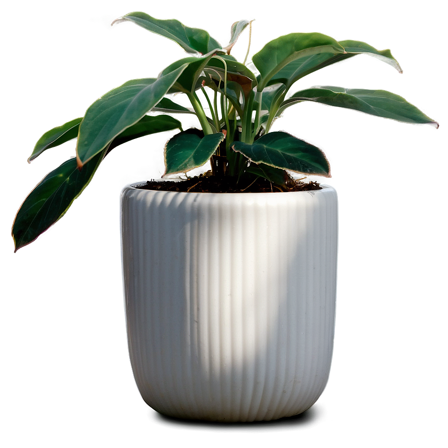 Small Plant In White Pot Png 96 PNG image