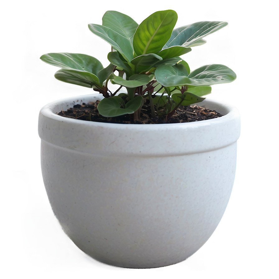 Small Plant In White Pot Png Nyx66 PNG image