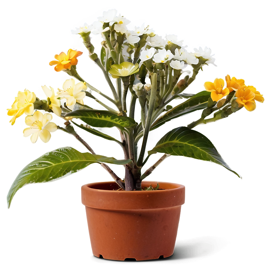 Small Plant With Flowers Png Hly PNG image