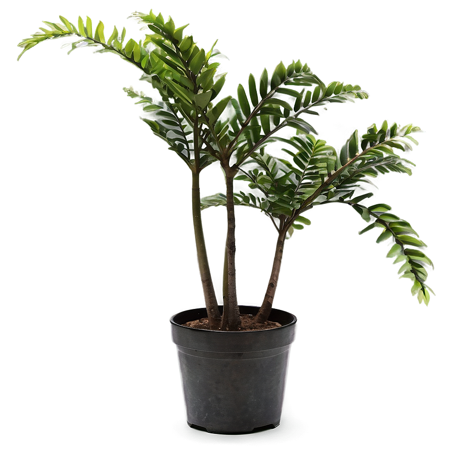 Small Plant With Flowers Png Ogi67 PNG image