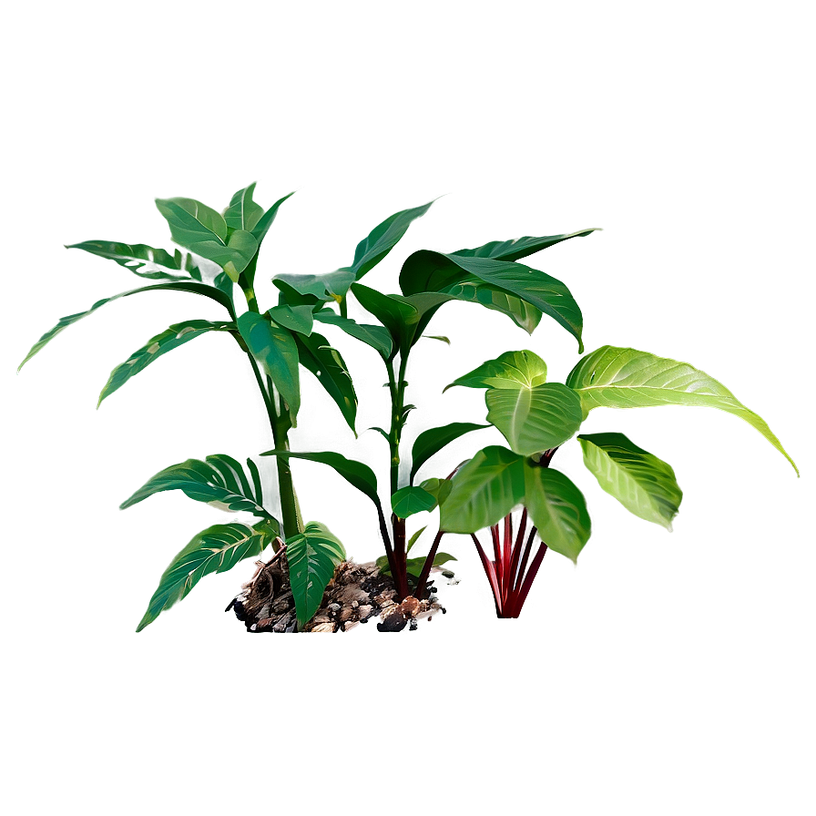 Small Plant With Long Leaves Png 29 PNG image