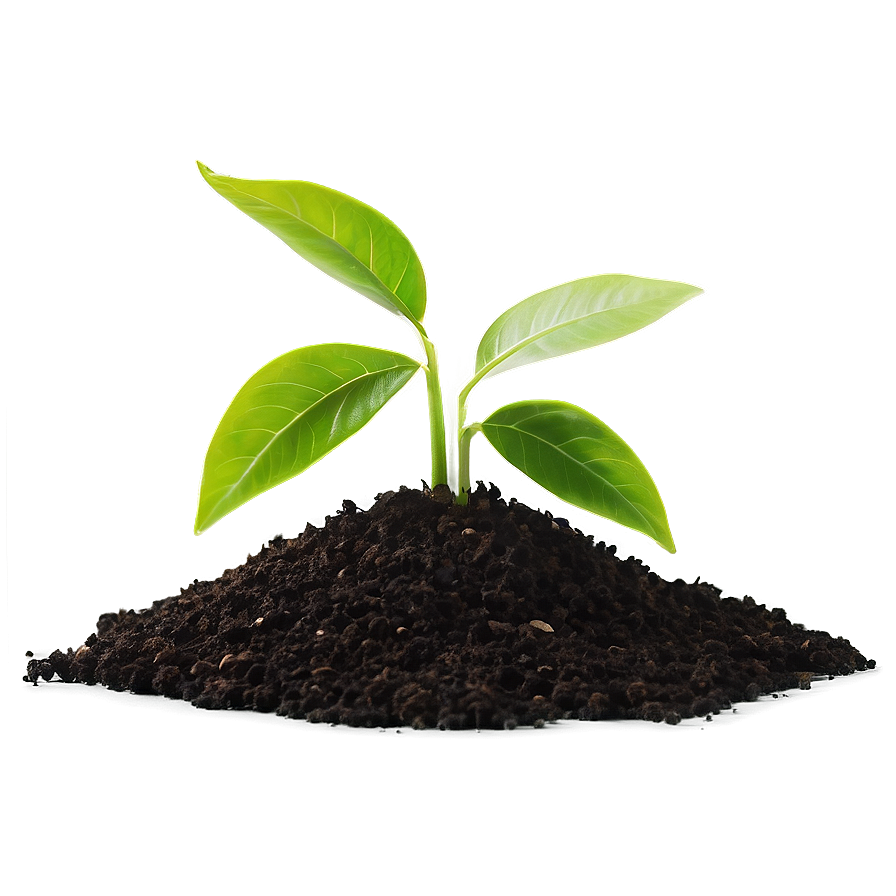 Small Plant With Soil Png 98 PNG image