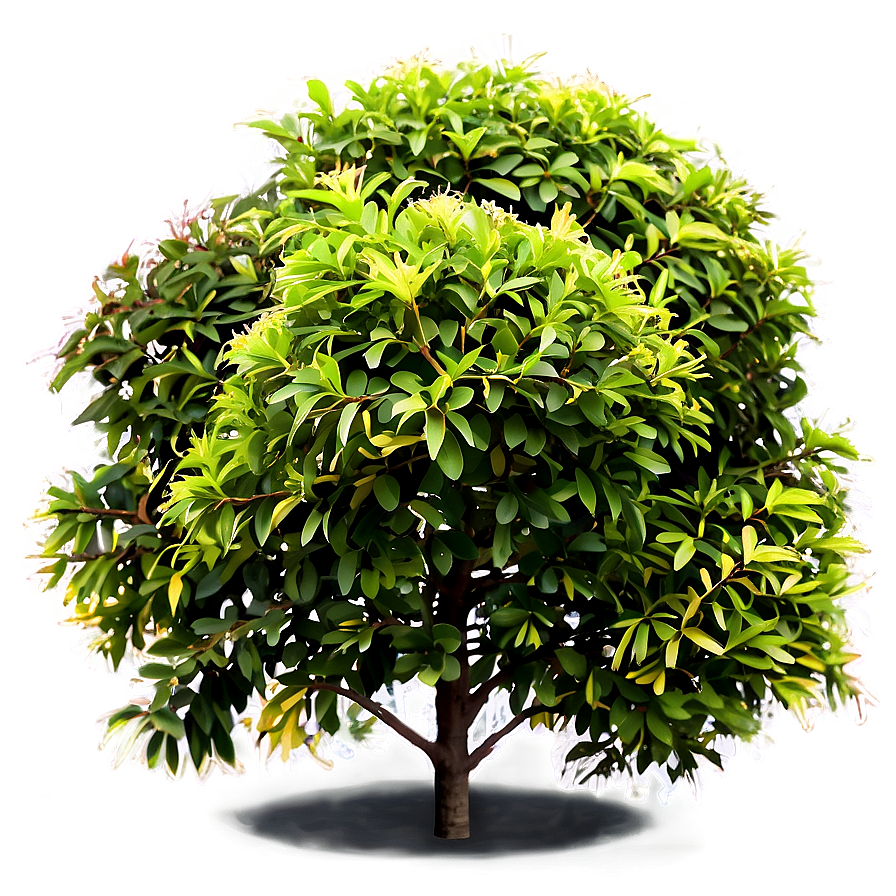 Small Shrubs Png Xgf PNG image