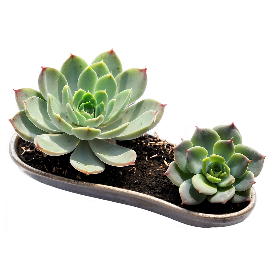 Small Succulent Png Ble PNG image