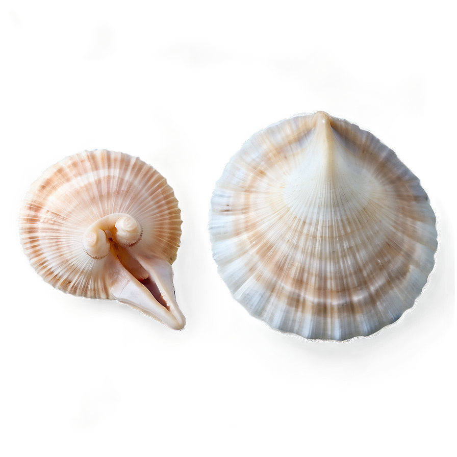 Small To Large Shells Png Qtp PNG image