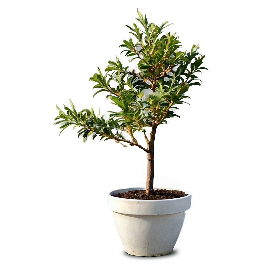 Small Tree In Pot Png His25 PNG image