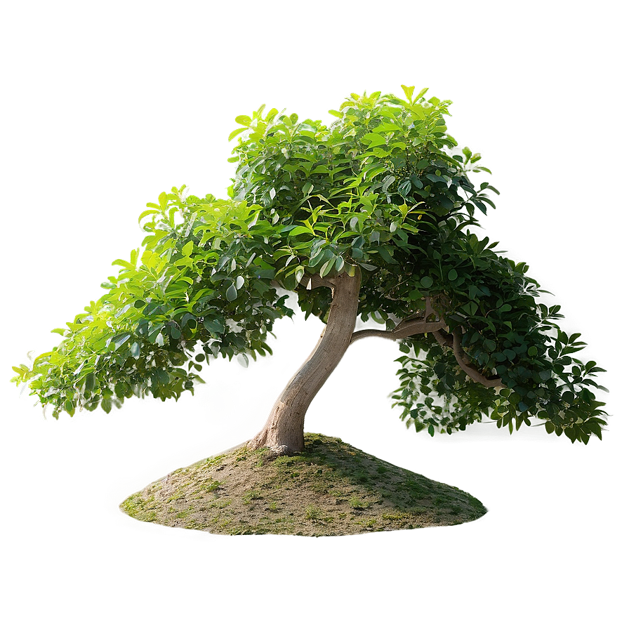 Small Tree On Hill Png 06132024 PNG image