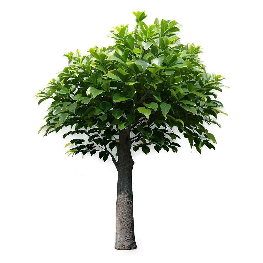 Small Tree With Leaves Png 1 PNG image