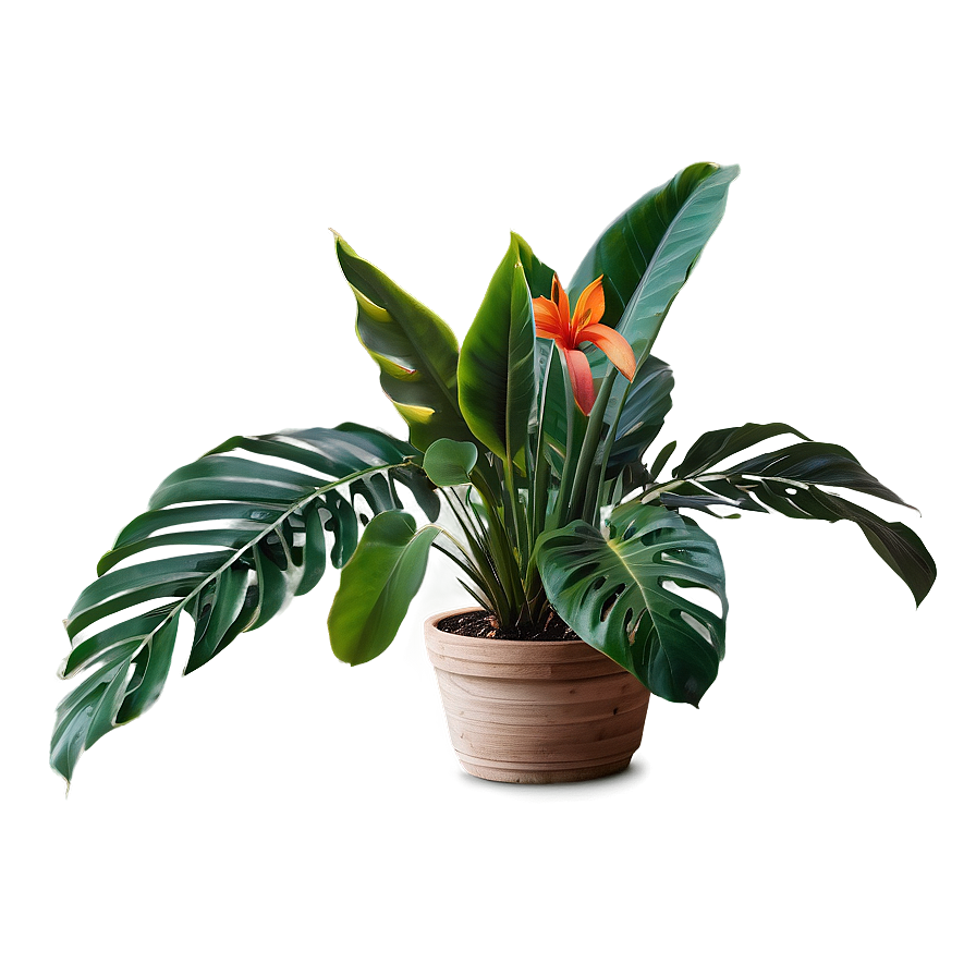 Small Tropical Plant Png Ekv PNG image