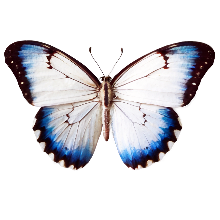 Small White Butterfly Png 32 PNG image