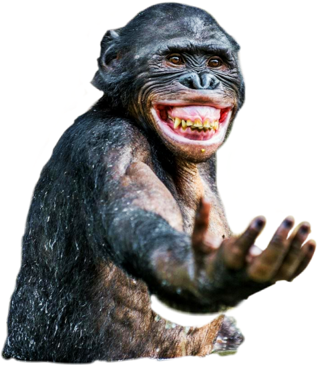 Smiling Chimpanzee Transparent Background PNG image