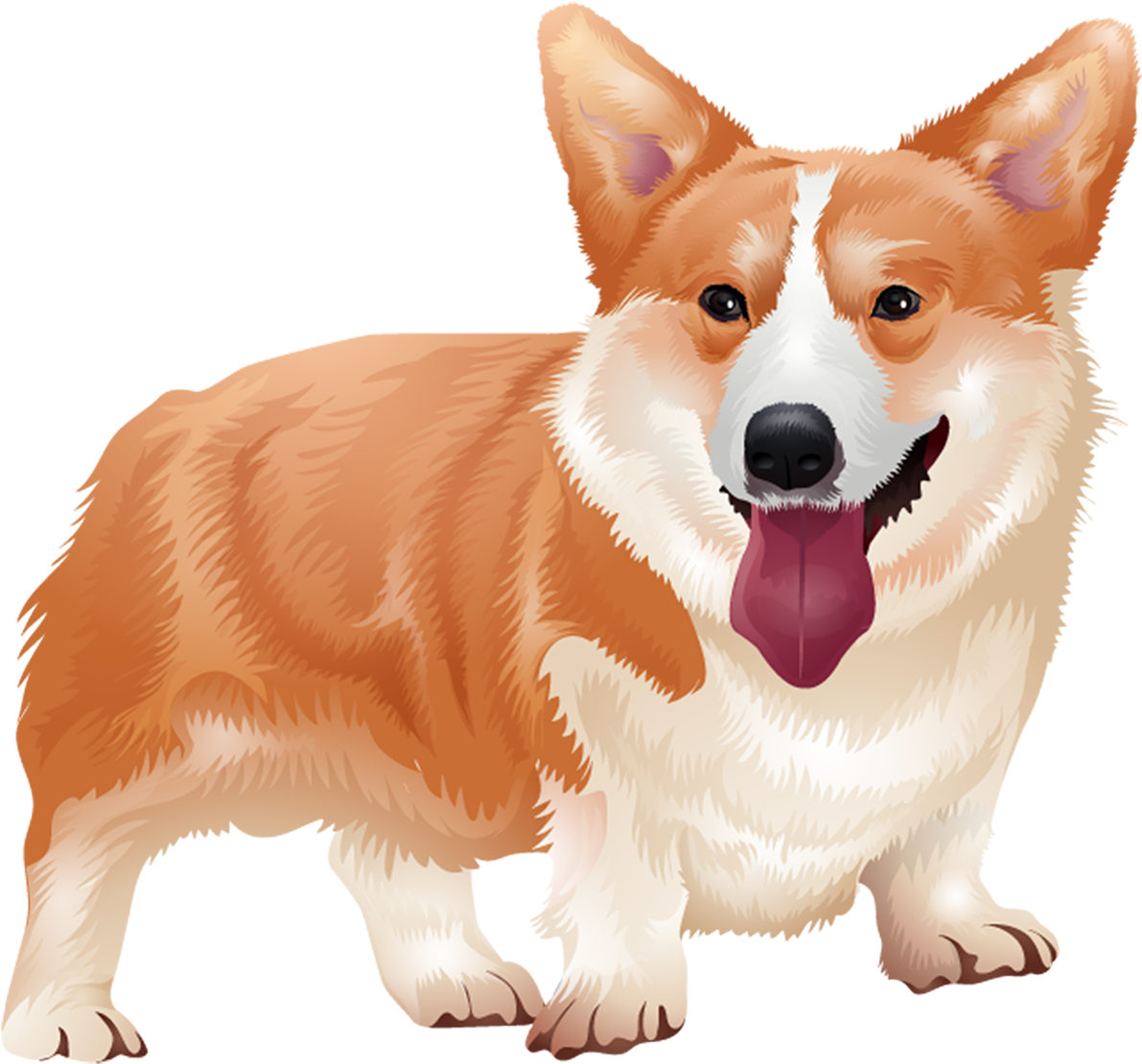 Smiling Corgi Illustration.png PNG image