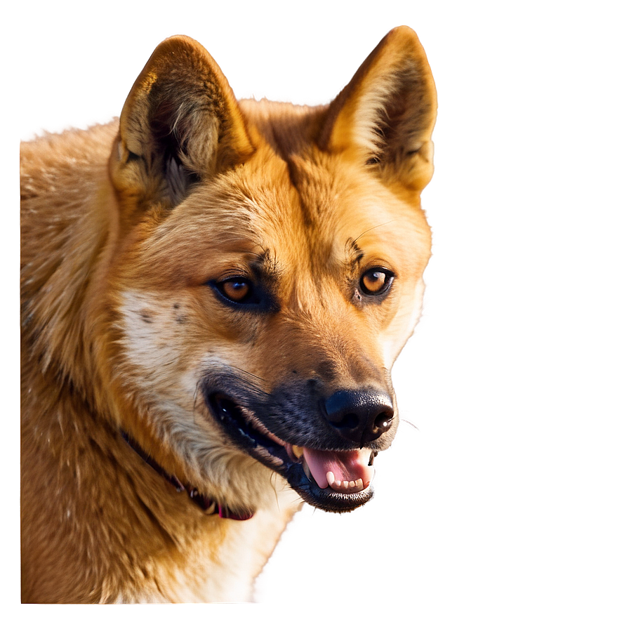 Smiling Dingo Image Png Bii PNG image