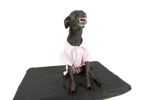 Smiling Dogin Pink Shirt PNG image