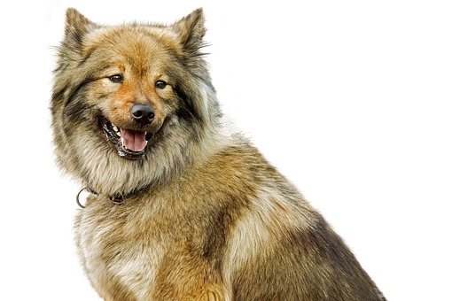 Smiling Fluffy Dog Black Background.jpg PNG image